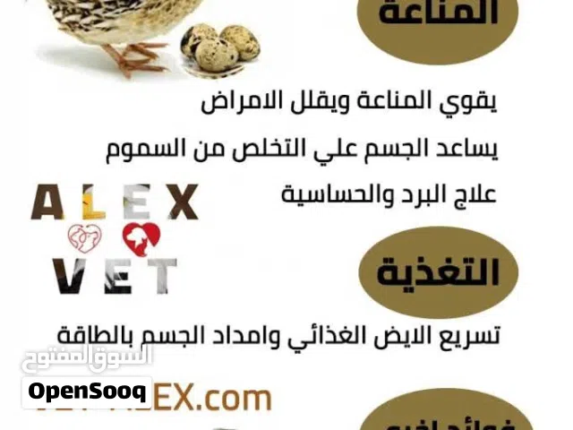 بيض فري مائدة