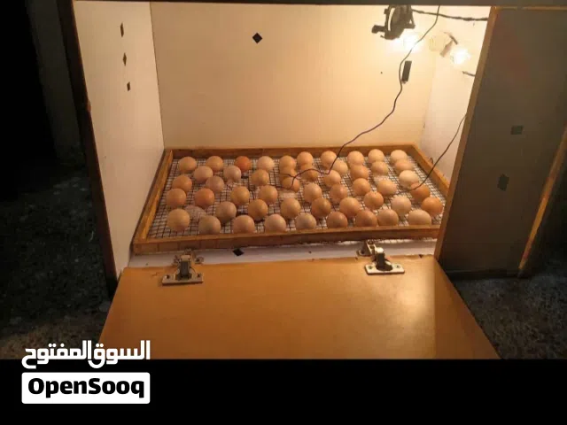 100+ manual egg incubator.