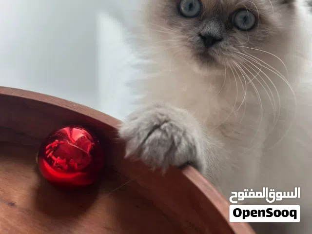 سكوتش فولد أنثى – عيون زرقاء – 990 ريال – عمر 6 شهور