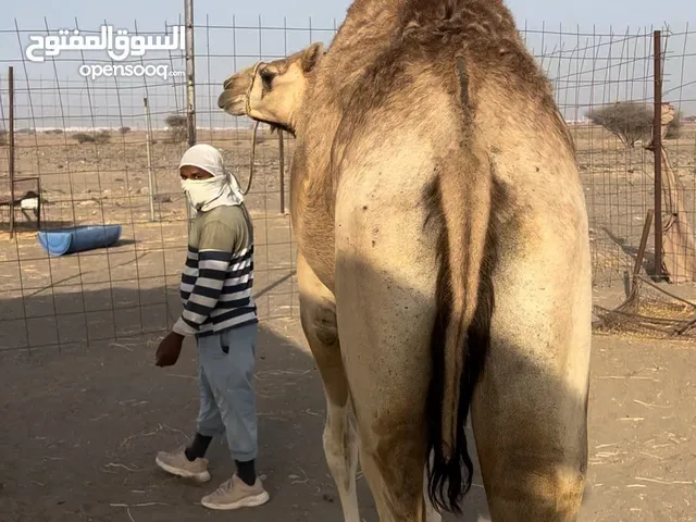 اضاحي فول سمنه