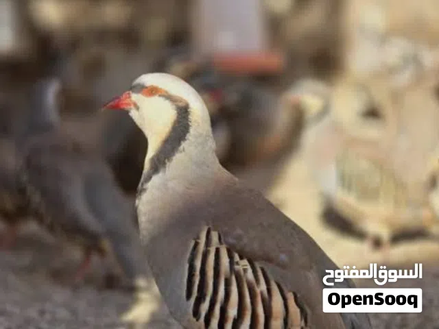 يتوفر  ازواج  حجل باكستاني