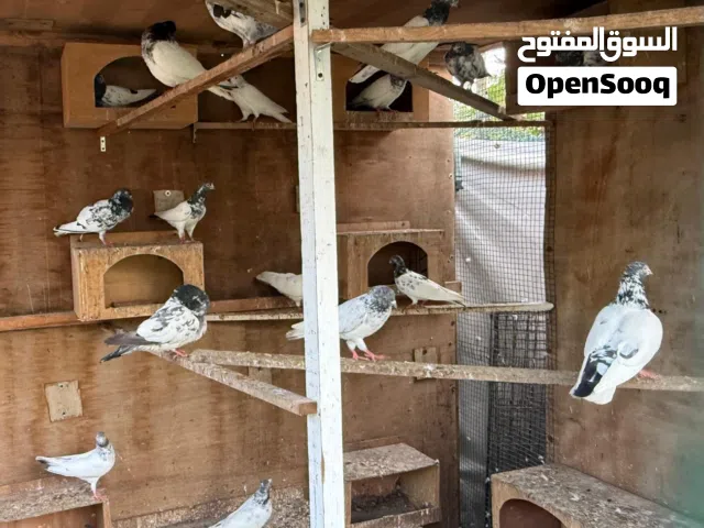Many varieties pigeon available Al Zubair
