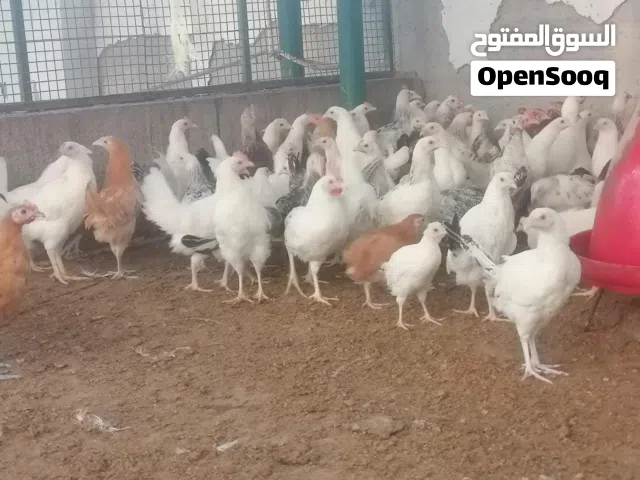 متوفر دجاج (تهجين عماني فرنسي)
