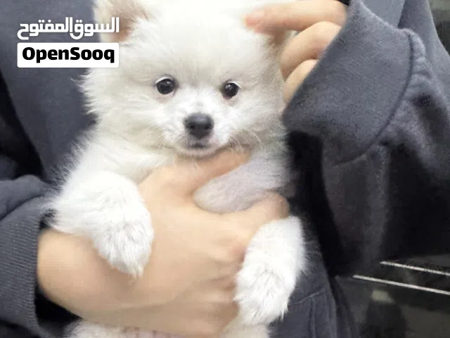 كلب بومرينيان العمر 3 اشهر