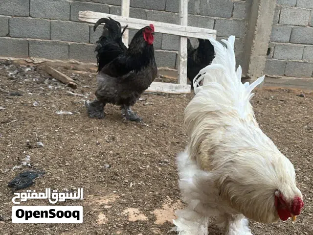 ديوك ابراهما للبيع