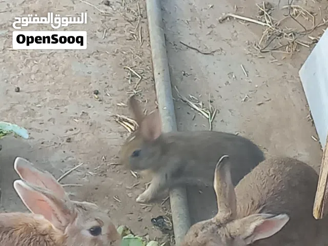 بسم الله ماشاء الله تبارك الله  اقرا الإعلان  لا يوجد خدمه توصيل  كل شي واضح بالإعلان  للتواصل .....