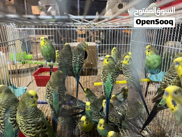 ذكور بقلينو للبيع محليات ، كبار كلهم