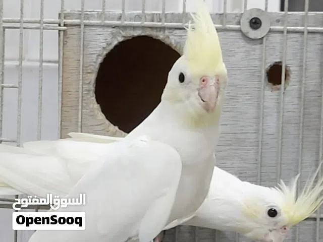 cockateil albino white colour red eyes