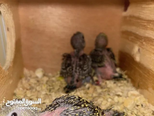 فروخ بادجي هوقو للبيع