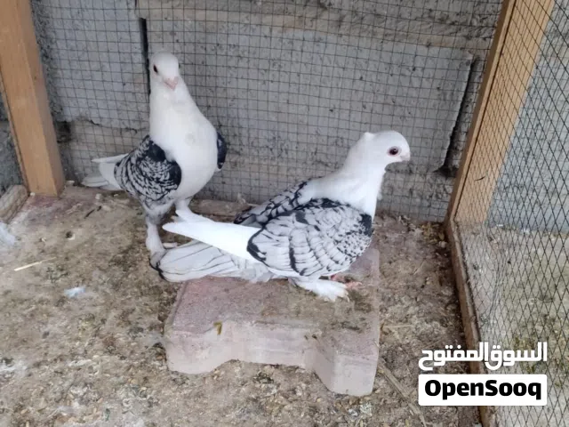طيور زينه ستلايت