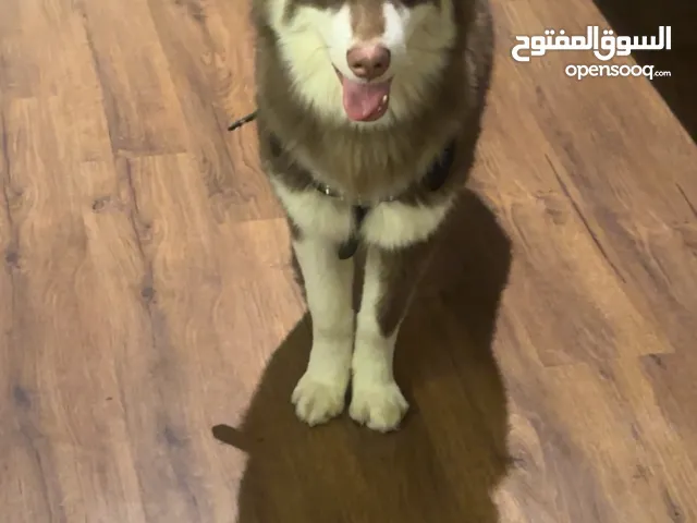 لللبيع هاسكي مالاموت العملاق - لون احمر