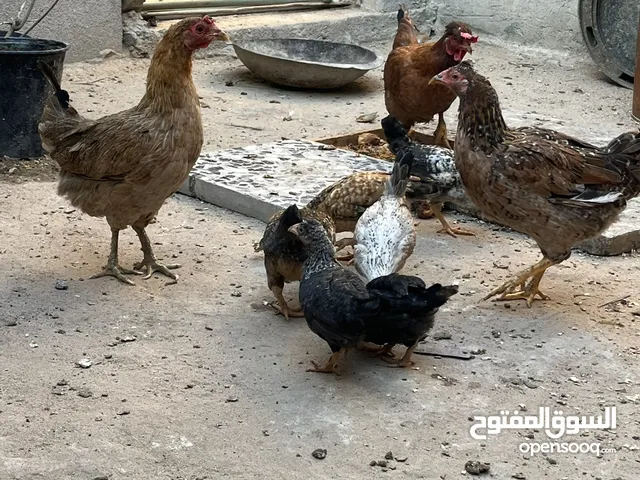 دجاج عرب اقره الوصف