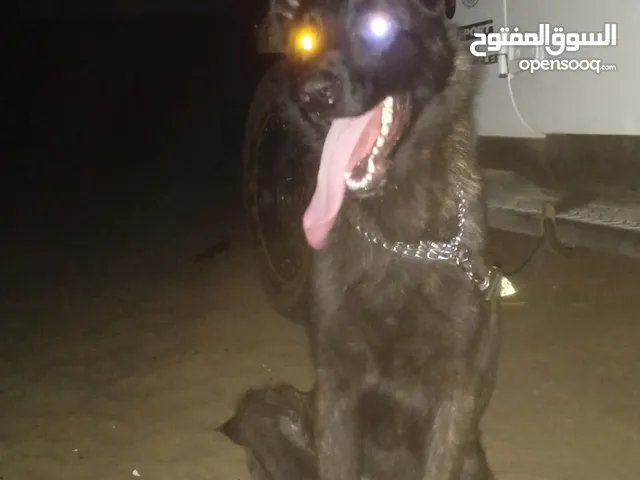 دتش شيبرد ذكر للبيع
