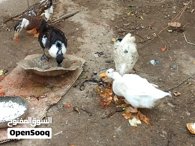 السلام عليكم