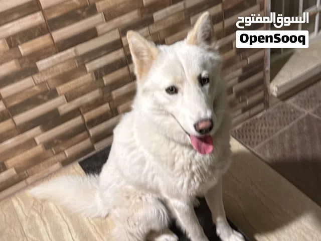 كلب هاسكي لون ابيضّ