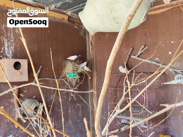 زوز كوبيات زيبرا شاركول وزوز دكوره للبيع