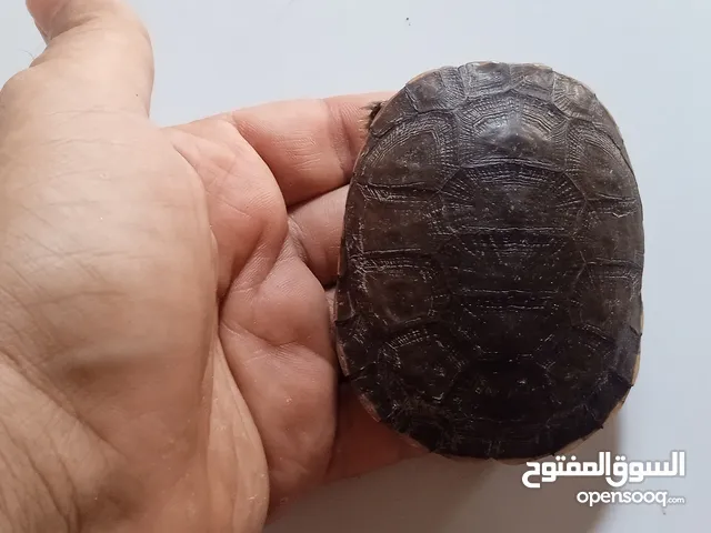 سلحفاه بريه للبيع مع بيتها