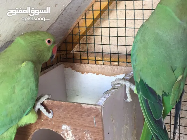ذكر متوه هندي اليف جدا وانثى متوه هندي شبه اليفه لاكن خجوله الأعمار سنتين قابل لتفاوض