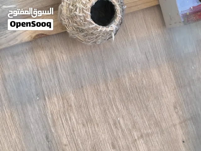 فناجس زوج على 11