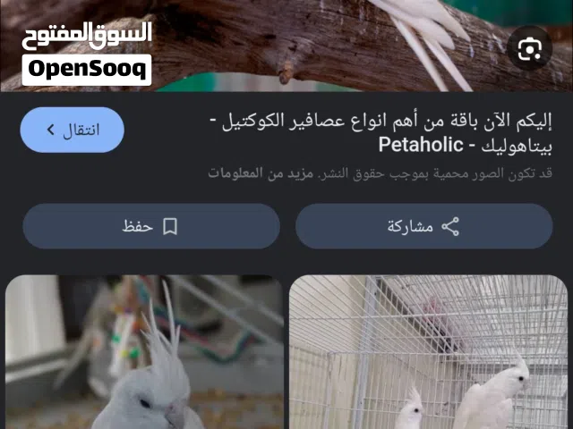 مطلوب ذكر وايت فيس أو ذكر البينو ................................