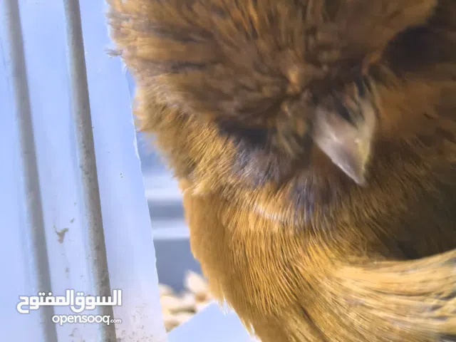 كوبية كناري نرويج