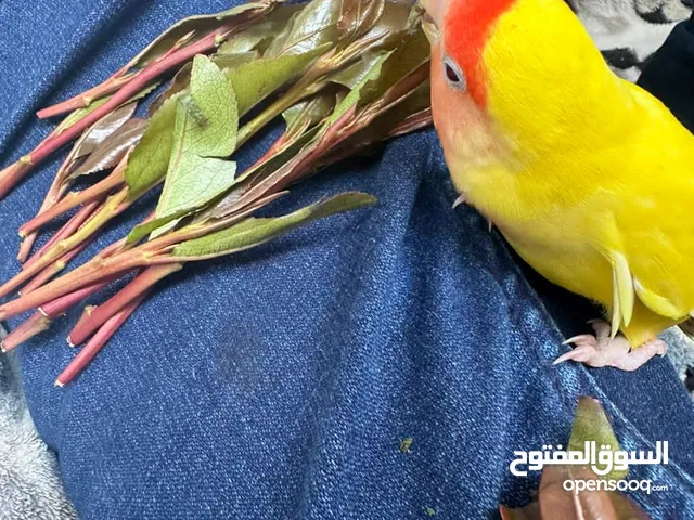 عرض فقط لعشاق الاليف