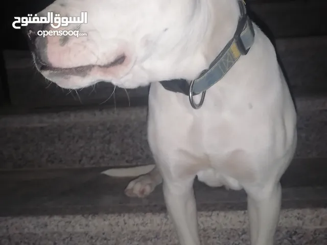 كلب بيتبول