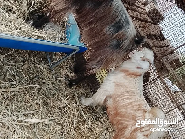 عنز وولدها للبيع