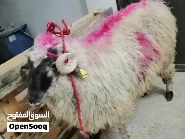 كل عام وأنتم بالف خير  أبو وسام لذبح الاضحي