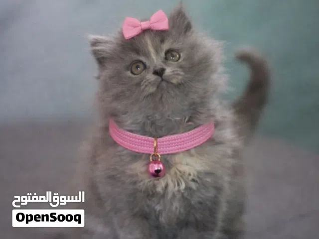 قطة العمر شهرين  هملايا مكس بريتش