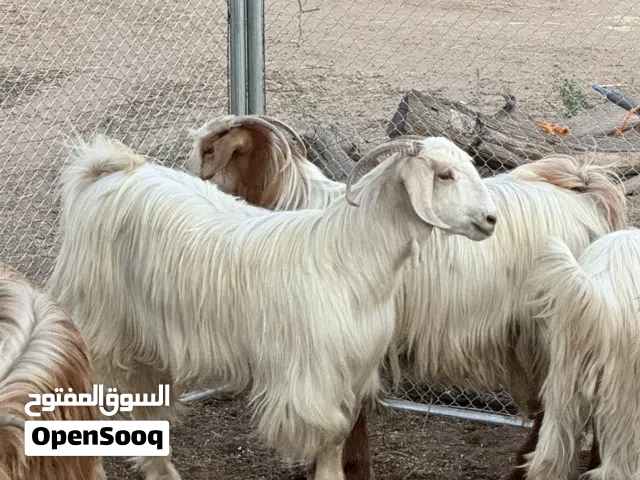 اغنام البيع