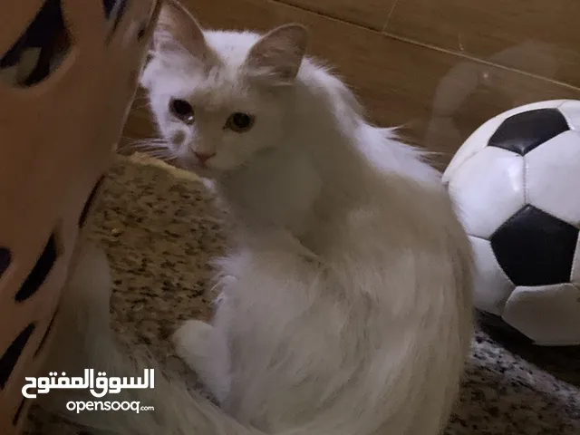 قطة شيرازي للبيع قيم وتعال خاص راسل
