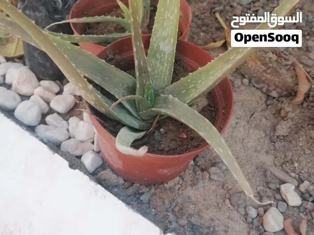 صبار والاشجار زينه شتله بريال