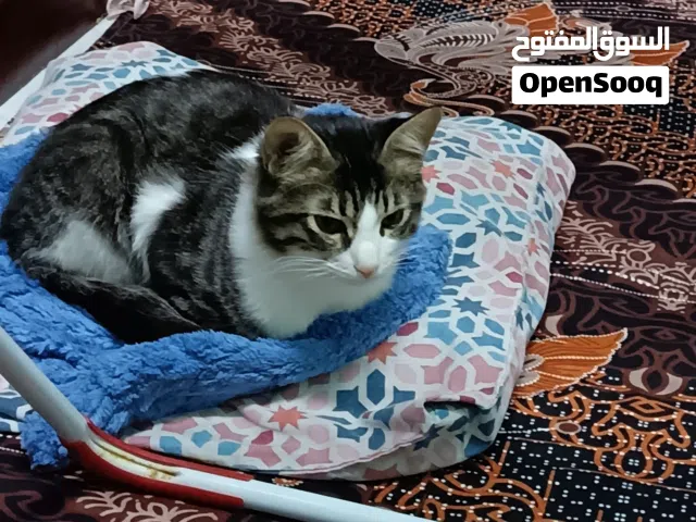 Cat name "Leo"
