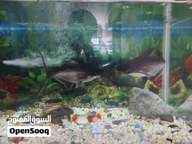 Aquarium Setup for Sale with 2 Iridescent Sharks & Pleco