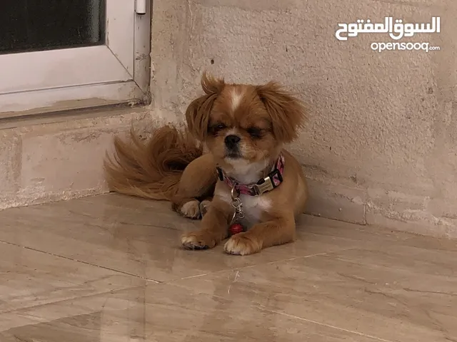 بوميرينيان انثى للبيع بالسلط