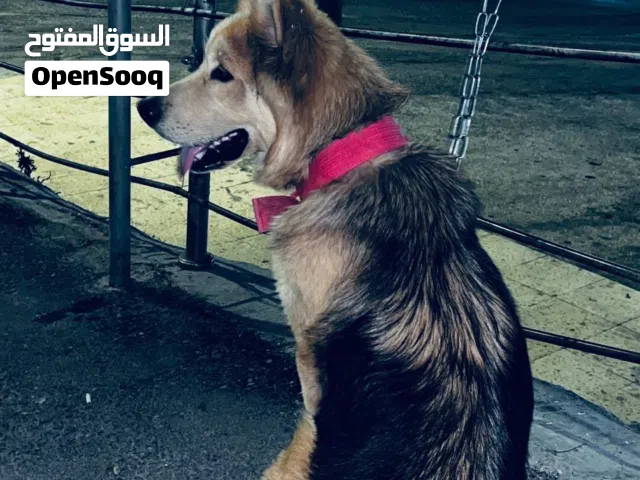ذكر جيرمن عهاسكي عمرو 9 أشهر للبيع سعر طري
