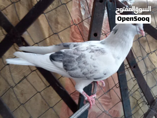 الحبه بالف