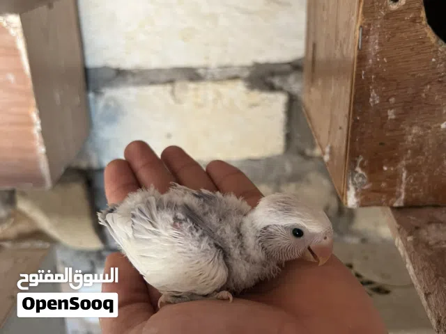 سلام عليكم فرخ البيع حجم جنبو المكان طربلس مشروع الهضبة رقم اي ستفسار علي رقم الهاتف سعر من 80 اوانز