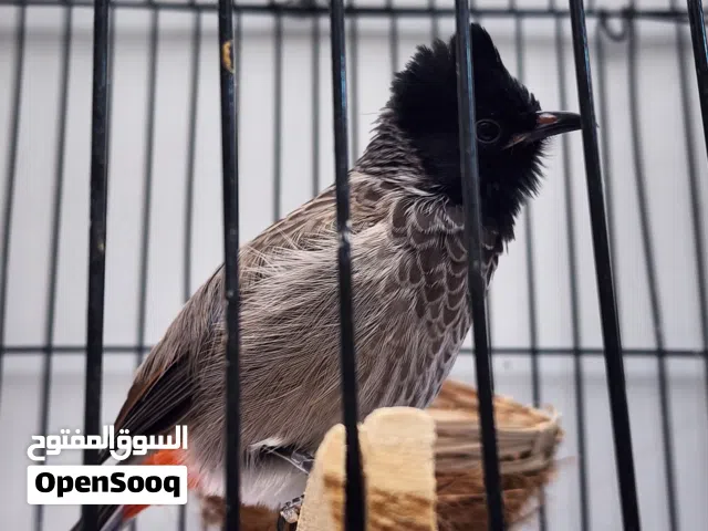 بلبل كشميري الليف