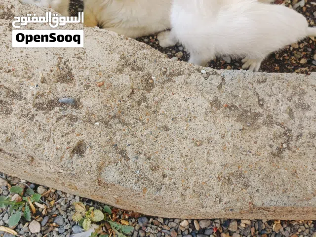 قطط للبيع من نوع شيرازي
