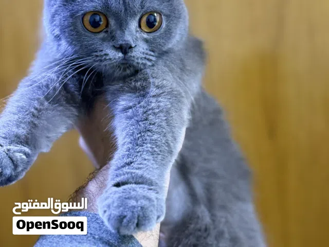 قطط للبيع سكوتش فولد عمو صغار شهرين