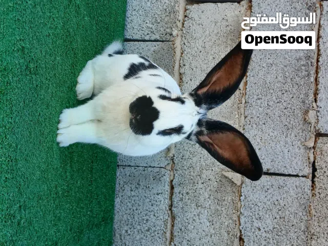 دكر فراشة مشاءالله الام فراشة الاب 3/4 جانبو