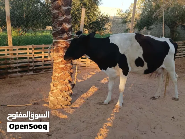 بقرة للبيع عمرها سدسه عشره شهرين المكان بير العالم