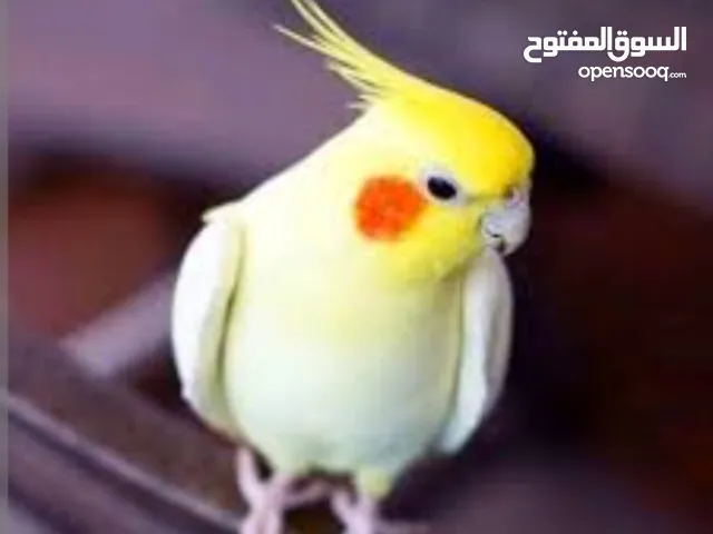 8 كوكتيل للبيع عمر 4 شهور و خمس شهور