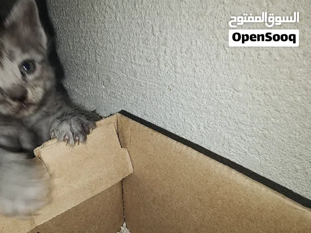 قطط بريطاني