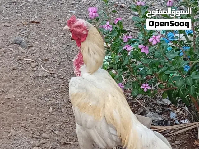 البيع لو البدل زوج بكستانى آتيك افراد اصل
