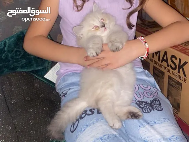 قطة ام مع ابنها bitish short hair الابن مكس مع هملايا