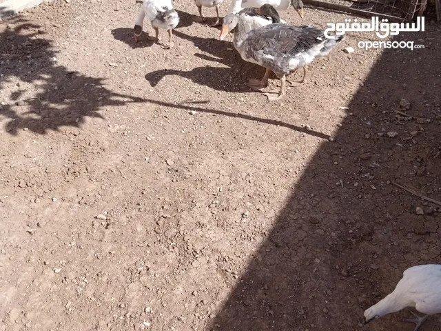 وز جامبو بلدي مع انثى و 3 فراخ