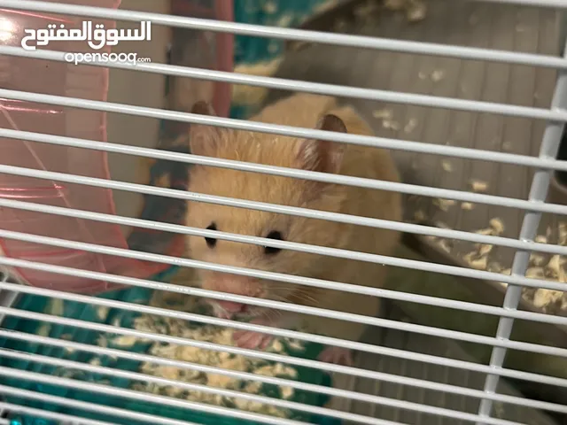 هامستر ذكر سوري للتبني